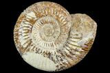 Polished Jurassic Ammonite (Perisphinctes) - Madagascar #104944-1